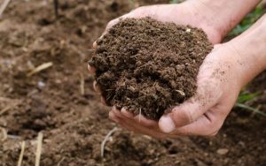 các loại phân bón