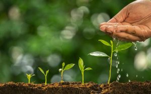 nhược điểm của phân bón